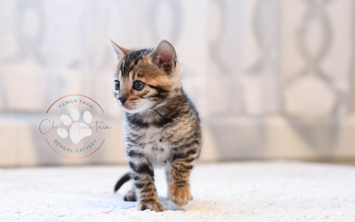 Bengal kitten for sale